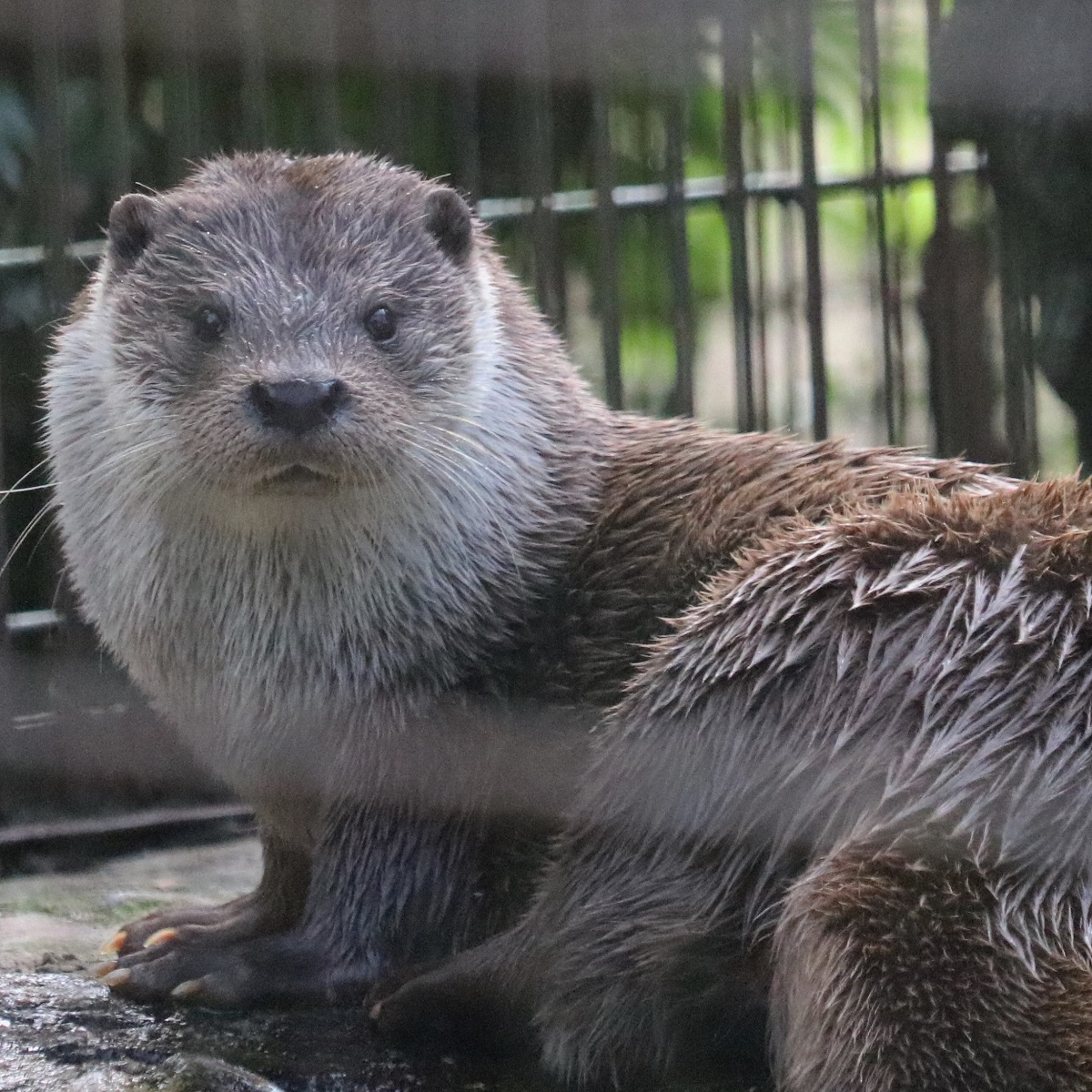 日本にいるヤブイヌ【動物の相関図】6か所14頭｜2023年5月 zoo zoo diary